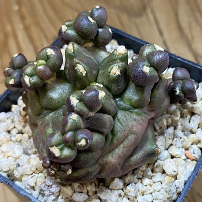 SH40206 Gymnocalycium mihanovichii f. monstrosa -Japan-