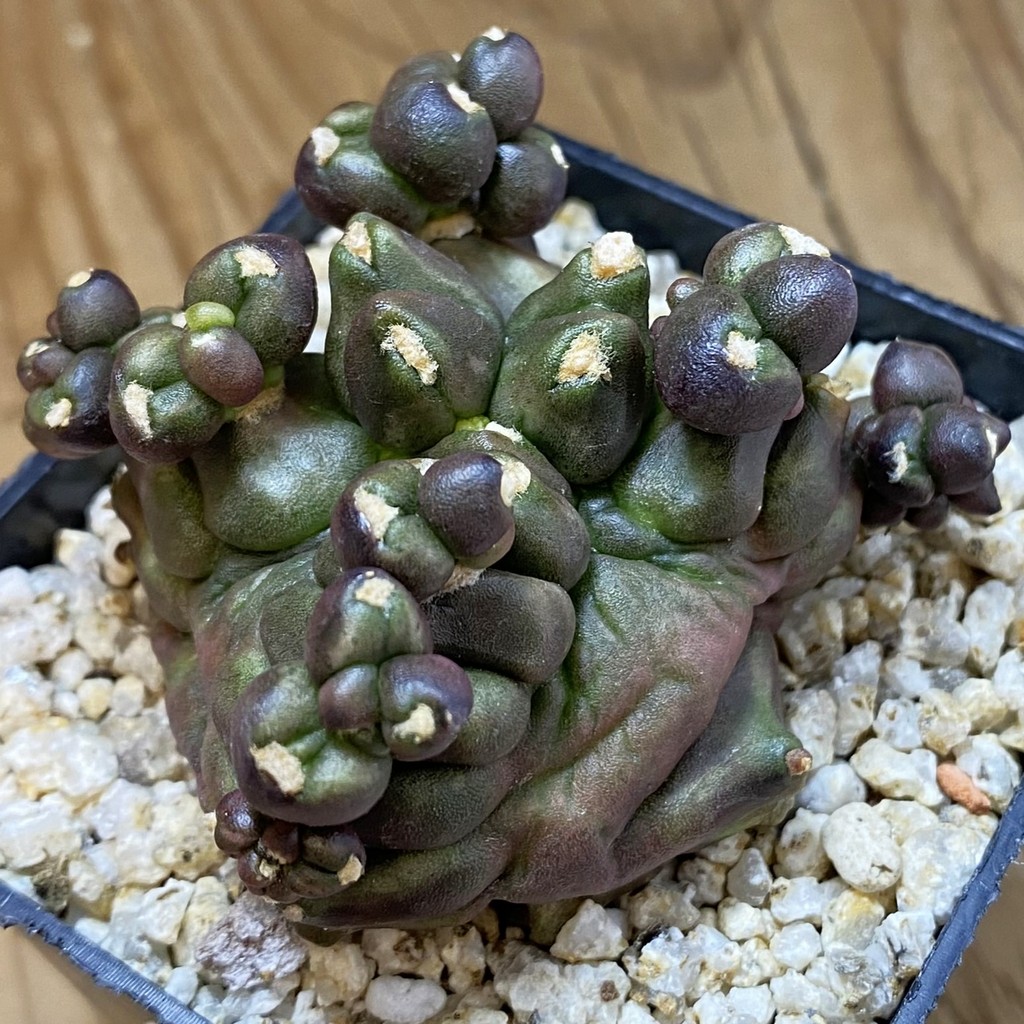 SH40206 Gymnocalycium mihanovichii f. monstrosa -Japan-