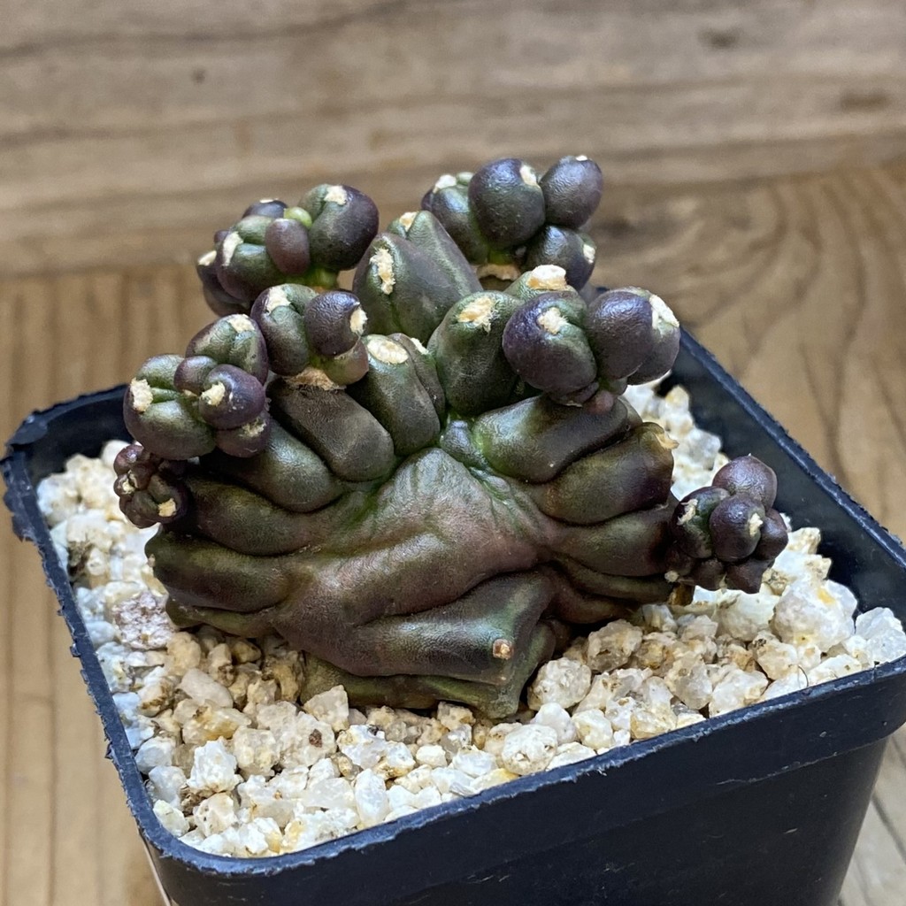 SH40206 Gymnocalycium mihanovichii f. monstrosa -Japan- - Зображення 2