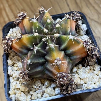 SH40207 Gymnocalycium mihanovichii 'Root Beer'