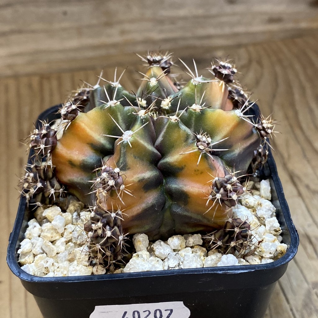 SH40207 Gymnocalycium mihanovichii 'Root Beer' - Зображення 2
