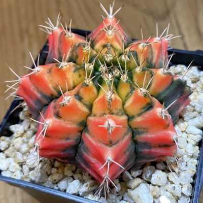 SH40208 Gymnocalycium mihanovichii f. variegata, seedling