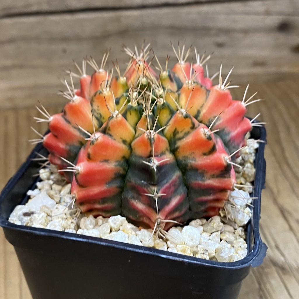 SH40208 Gymnocalycium mihanovichii f. variegata, seedling - Зображення 2