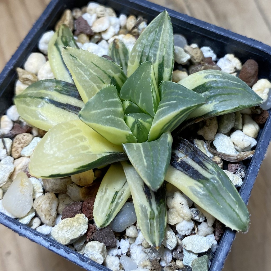 SH39778 Haworthia retusa f. variegata