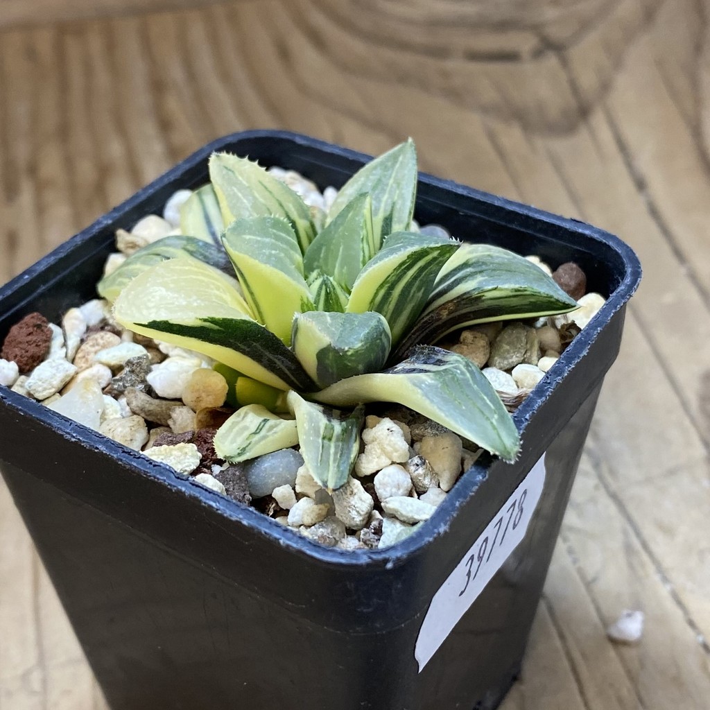 SH39778 Haworthia retusa f. variegata - Зображення 2
