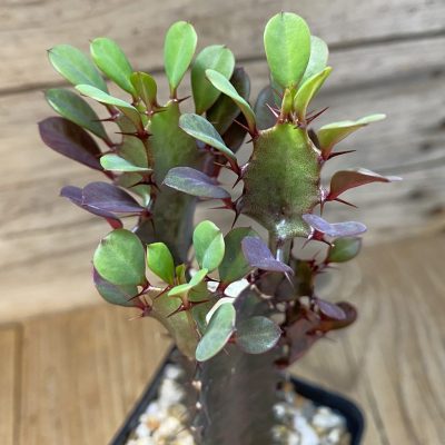 SH39779 Euphorbia trigona 'Rubra'