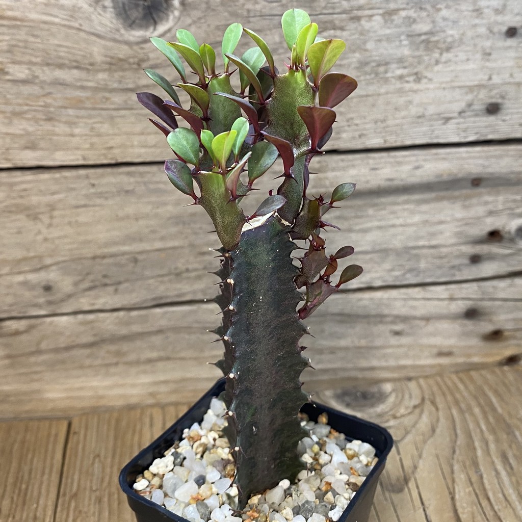 SH39779 Euphorbia trigona 'Rubra' - Image 2