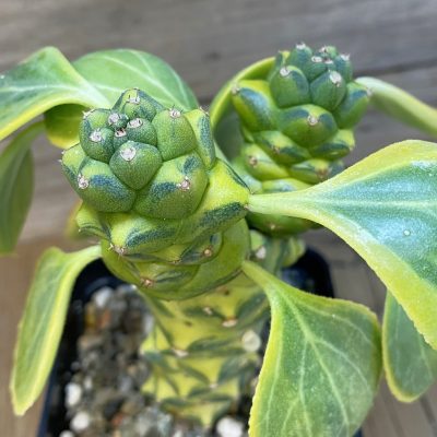 SH39782 Monadenium ritchiei f. variegata