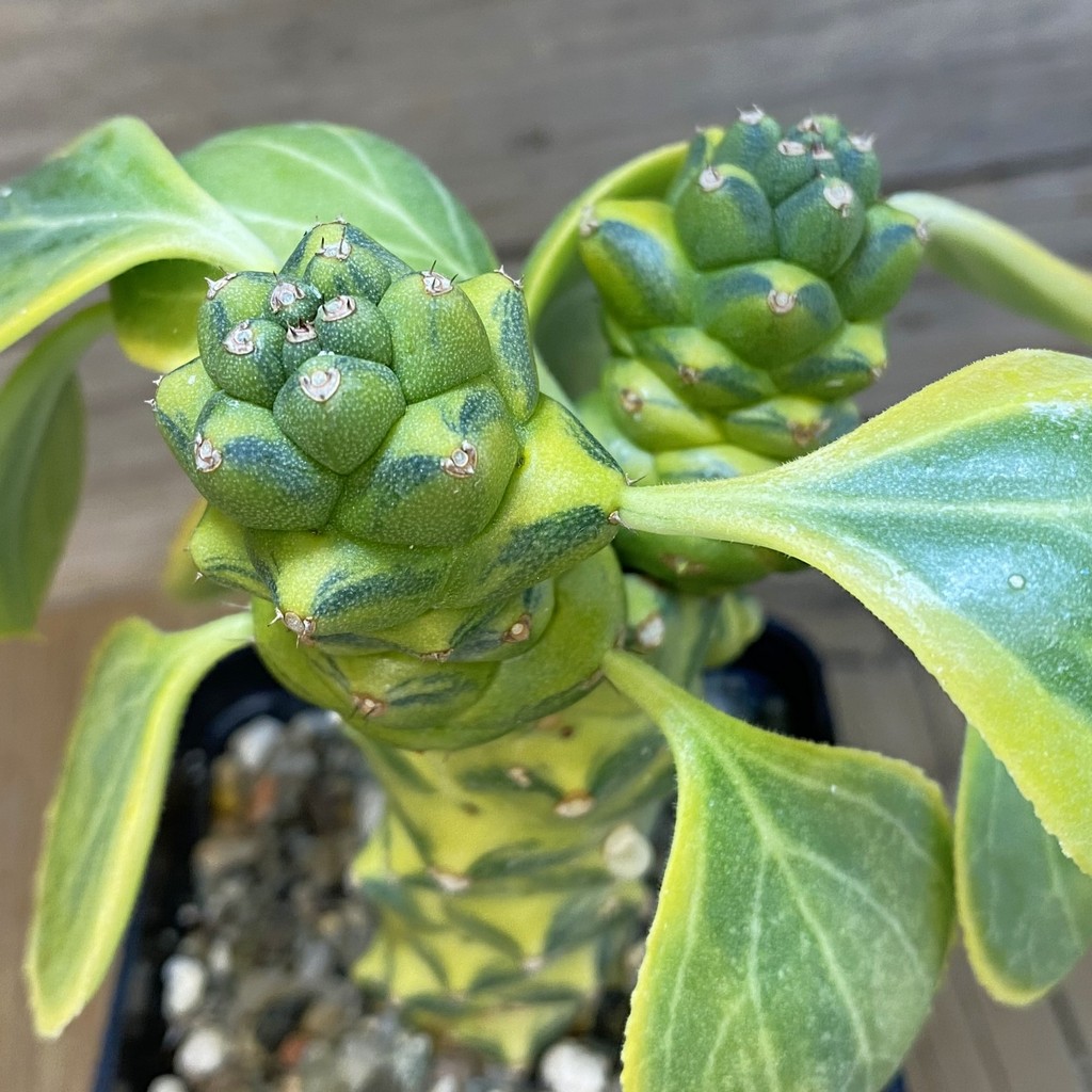 SH39782 Monadenium ritchiei f. variegata