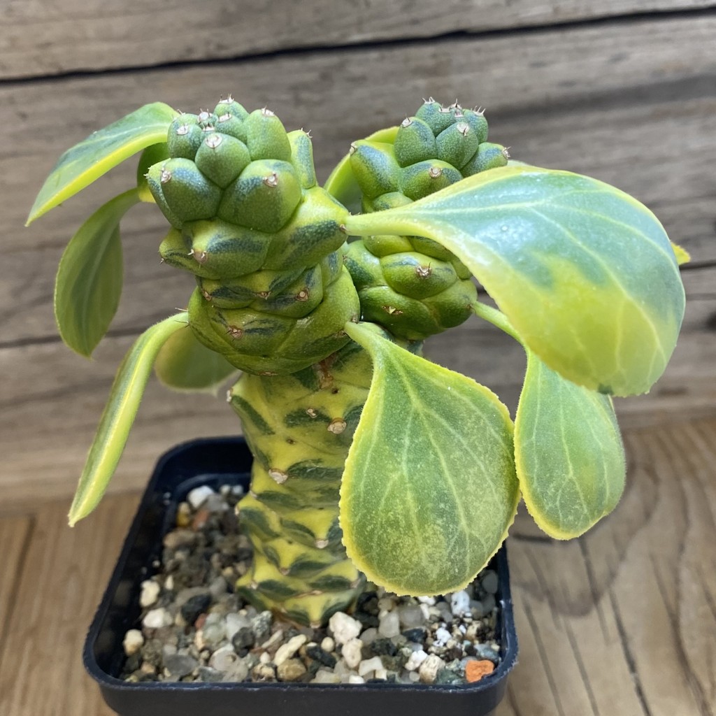 SH39782 Monadenium ritchiei f. variegata - Зображення 2