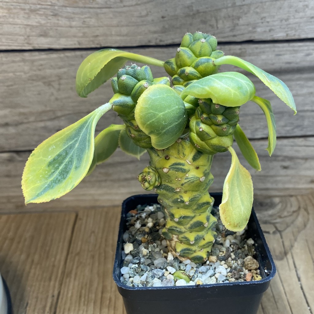 SH39782 Monadenium ritchiei f. variegata - Зображення 3