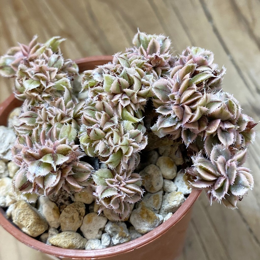 SH40131 Aeonium 'Sunburst' f. cristata