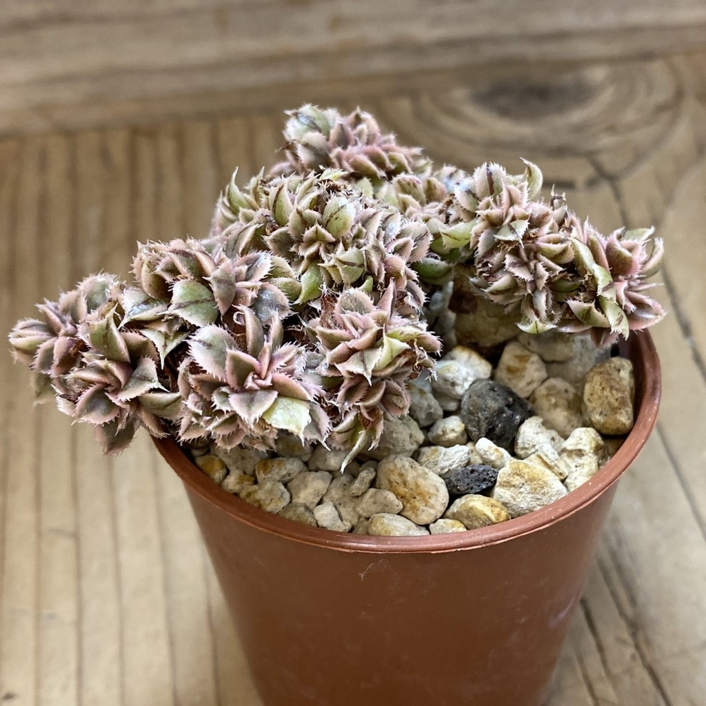 SH40131 Aeonium 'Sunburst' f. cristata - Зображення 2