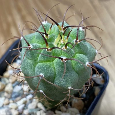 SH39768 Matucana madisoniorum