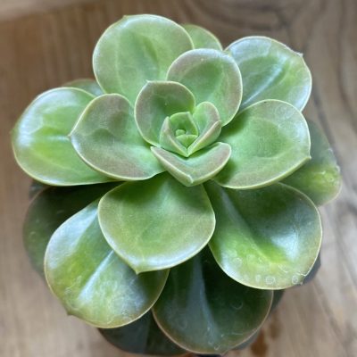 SH40132 Echeveria 'Melaco'