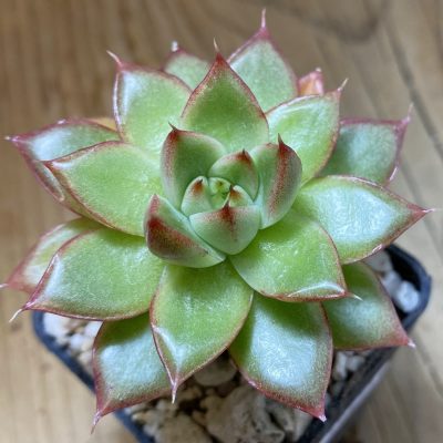 SH40133 Echeveria 'Floreana'