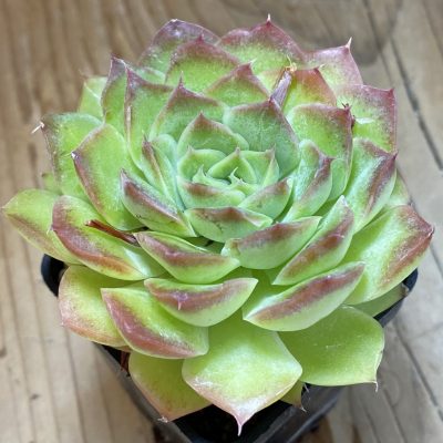 SH40134 Echeveria ‘Purple Butterfly’