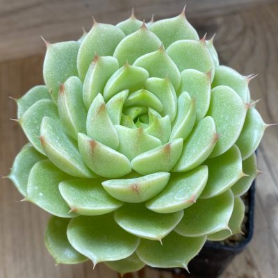 SH40135 Echeveria 'Ben Badis'