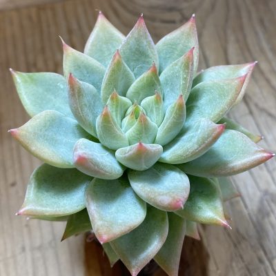 SH40136 Echeveria tolimanensis hybrid