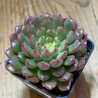 SH40137 Sedeveria 'Pink Ruby'