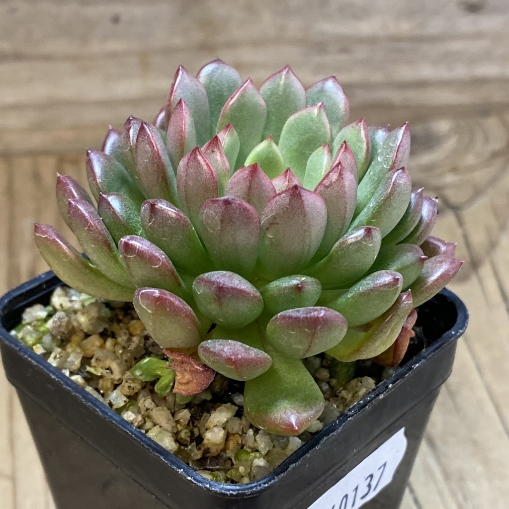 SH40137 Sedeveria 'Pink Ruby' - Зображення 2