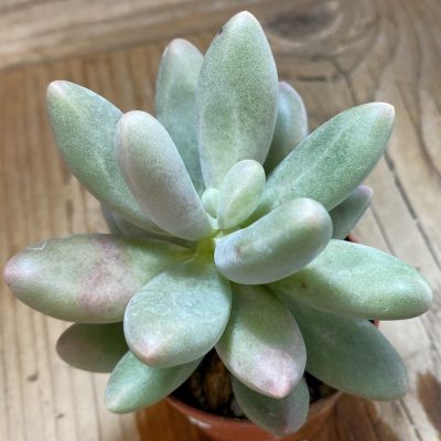 SH40138 Pachyphytum 'Fittkaui'