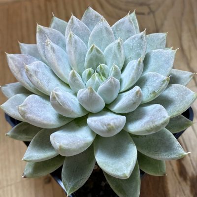 SH40139 Echeveria tolimanensis 'Night Cloud'