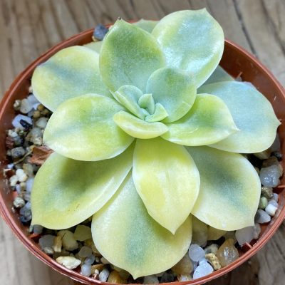 SH40140 Echeveria 'Moon Fairy'