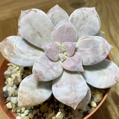 SH40141 Graptopetalum ‘Superbum’