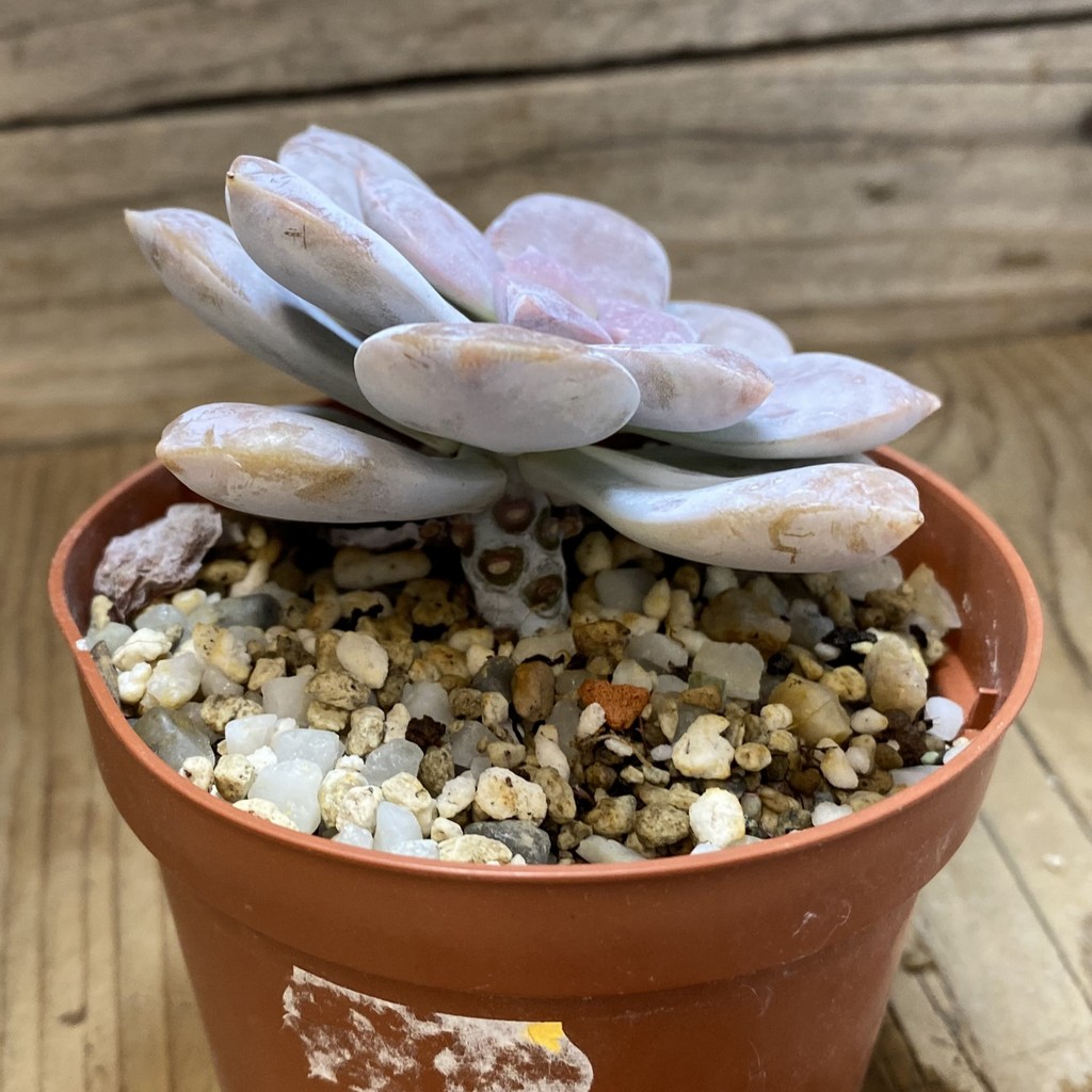 SH40141 Graptopetalum ‘Superbum’ - Зображення 2
