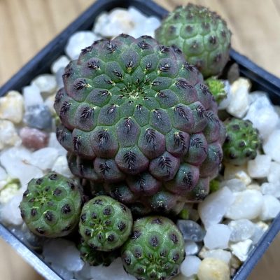 SH39769 Sulcorebutia rauschii