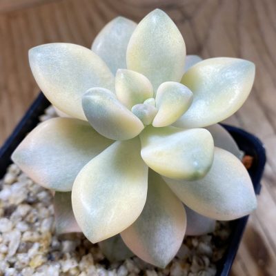 SH40142 Graptoveria ‘Titubans’ f. variegata