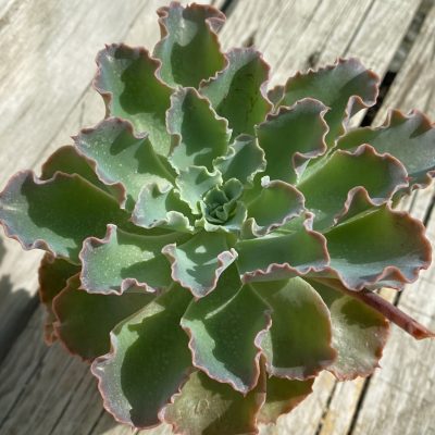 SH40143 Echeveria 'Shaviana'