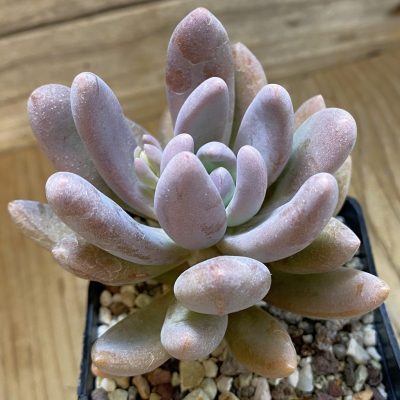 SH40144 Sedeveria 'Blue Mist'