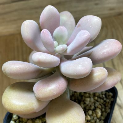 SH40145 Pachyphytum ‘Momobijn’
