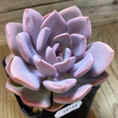 SH40146 Graptoveria ‘Debbie Pink’