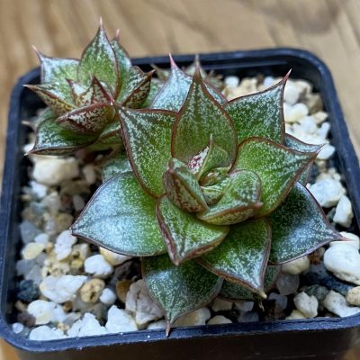 SH40147 Echeveria purpusorum