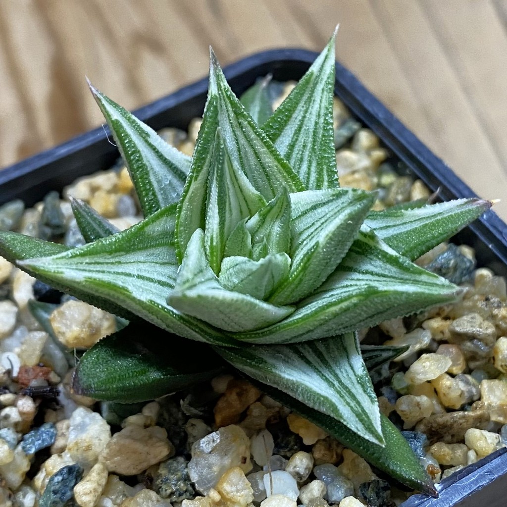 SH40148 Haworthia ‘Ivory Tower’ f. variegata