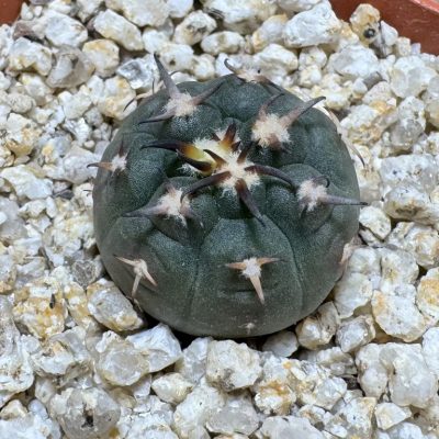YAR39066 Gymnocalycium spegazzinii v. unguispinum selection claw spines, seedling