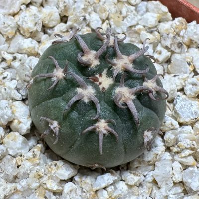 YAR39067 Gymnocalycium spegazzinii v. unguispinum selection claw spines, seedling