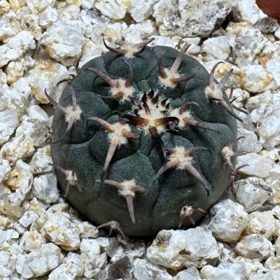 YAR39068 Gymnocalycium spegazzinii v. unguispinum selection claw spines, seedling