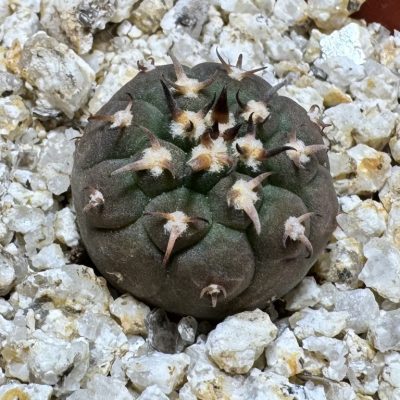 YAR39069 Gymnocalycium spegazzinii v. unguispinum selection claw spines, seedling