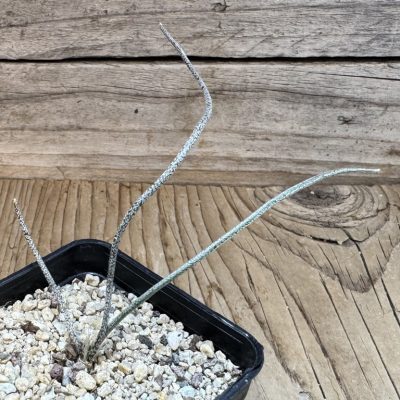 YAR39062 Astrophytum caput-medusae, seedling