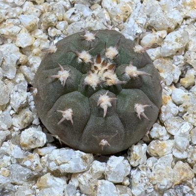 YAR39070 Gymnocalycium spegazzinii v. unguispinum selection claw spines, seedling