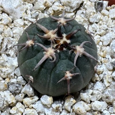 YAR39071 Gymnocalycium spegazzinii v. unguispinum selection claw spines, seedling