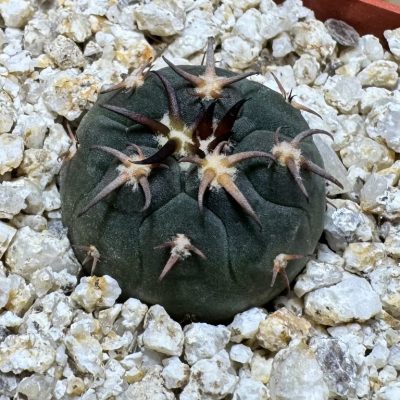 YAR39072 Gymnocalycium spegazzinii v. unguispinum selection claw spines, seedling