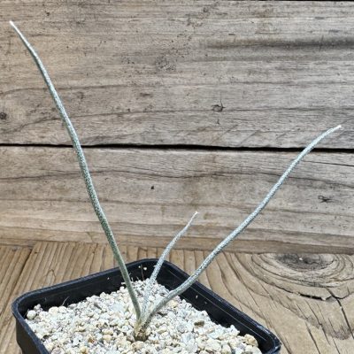 YAR39063 Astrophytum caput-medusae, seedling