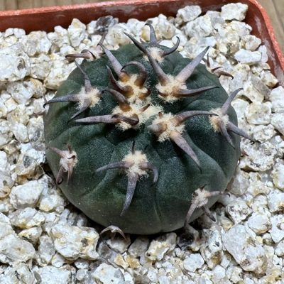 YAR39073 Gymnocalycium spegazzinii v. unguispinum selection claw spines, seedling