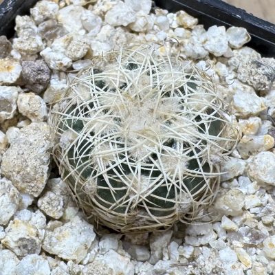 YAR39074 Gymnocalycium bruchii P200