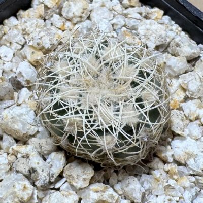 YAR39075 Gymnocalycium bruchii P200
